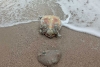 FOTO VIJEST ČITATELJA; Olujno jugo na plažu u Kuparima izbacilo uginulu Glavatu želvu